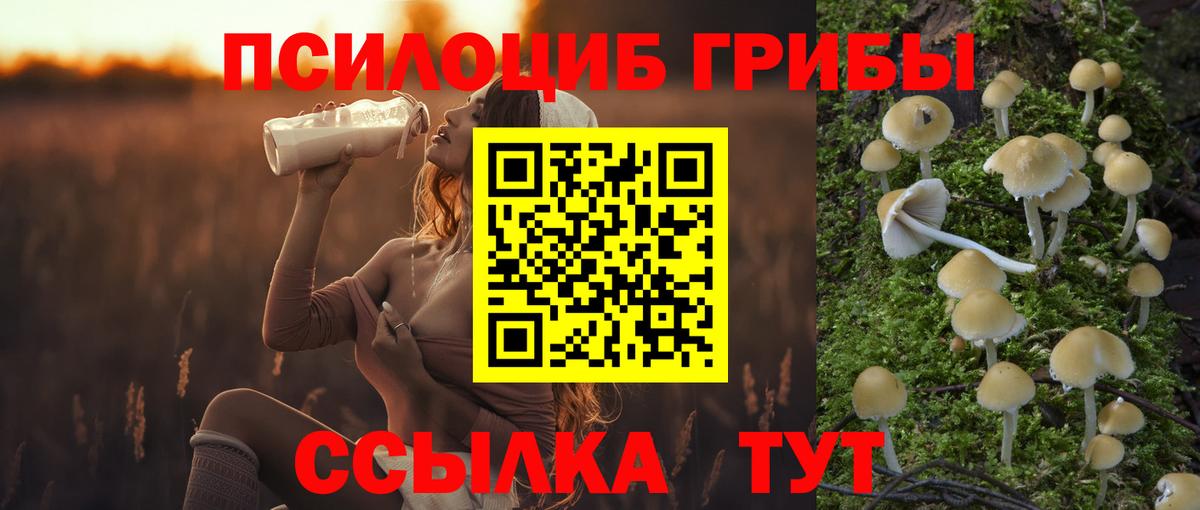 Галлюциногенные грибы Psilocybine cubensis Волгоград